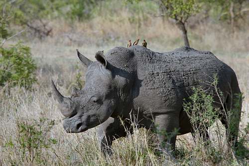 wildlife gray rhino on gray grasses at daytime mammal