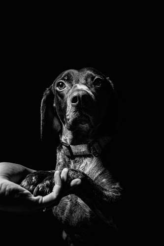 pet pet dog dog