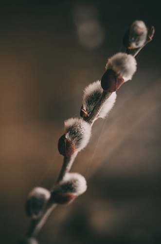 plant  bud