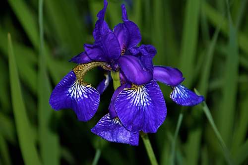 plant blue orchid iris