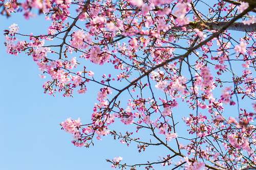 flower cherry blossom tree under clear blue sky plant