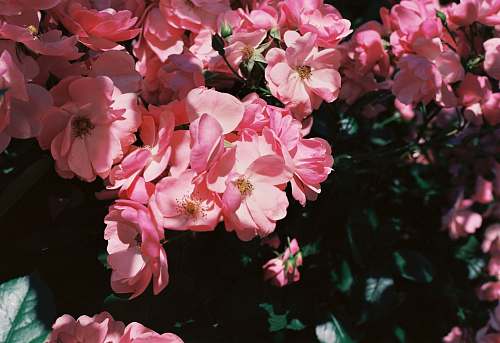 flower close photography of pink flowers geranium