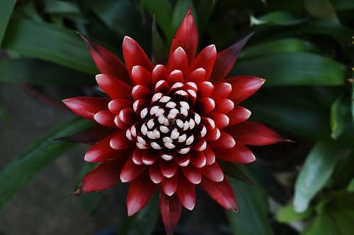 flower closeup photography of red-petaled flower plant