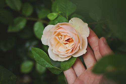 flower person holding beige rose flower rose