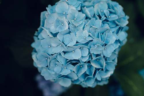 flower photo of teal flowers geranium