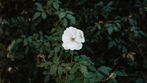 flower photo of white flowers geranium