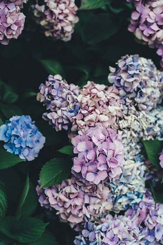 flower pink and blue hydrangeas flowers plant