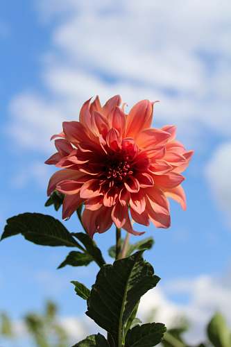 plant pink cluster flower in close-up photography dahlia