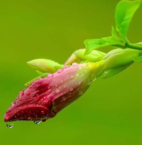 flower pink flower covered in water drops plant