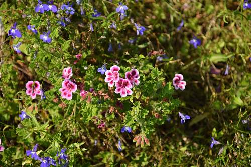 flower pink flowers geranium