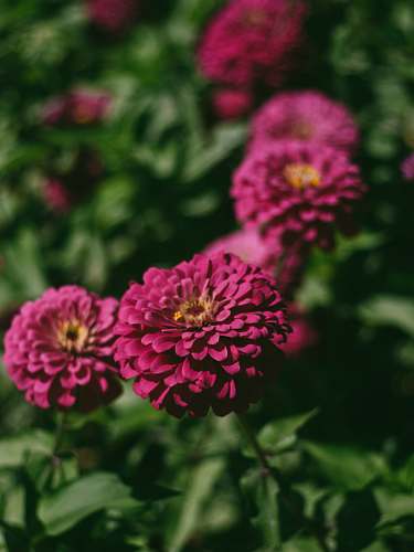 flower pink flowers with green leaves dahlia