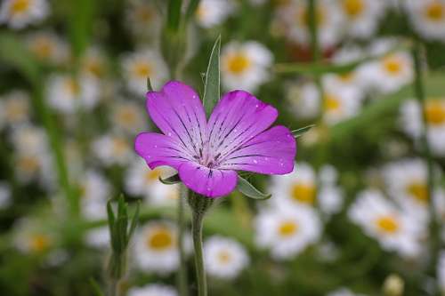 geranium pink petaled flower bloom selective focus photography plant