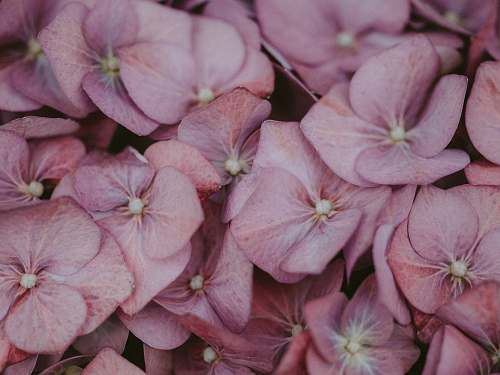 flower pink petaled flower close-up photography plant