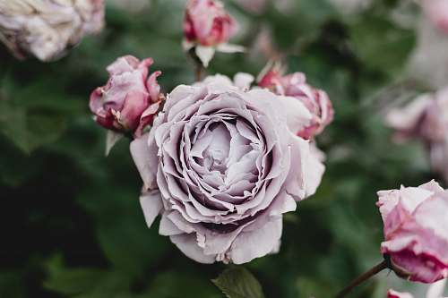 flower pink rose rose