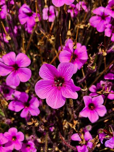 flower purple and white petaled flowers geranium