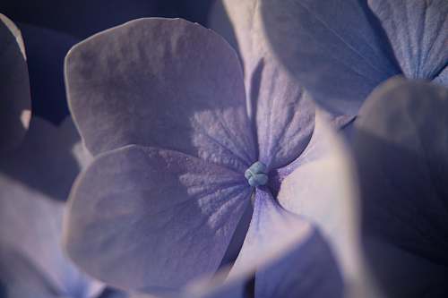 geranium purple flower plant