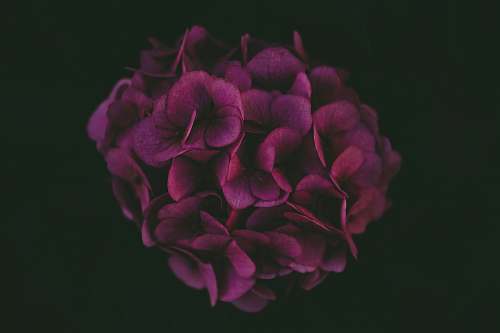 plant purple hydrangea wallpaper geranium
