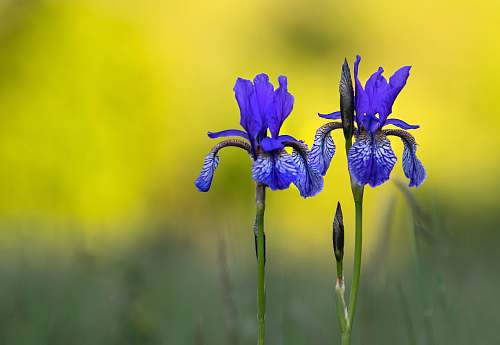 flower purple iris flowers iris
