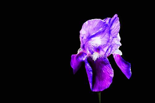 flower purple orchid flower iris