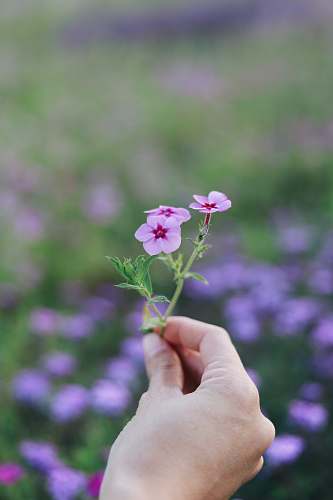 flower purple petaled flowers plant