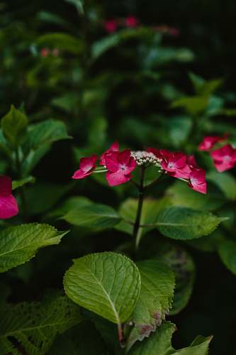 flower red flowered plant geranium