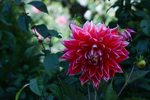 plant red petaled flower close-up photography dahlia