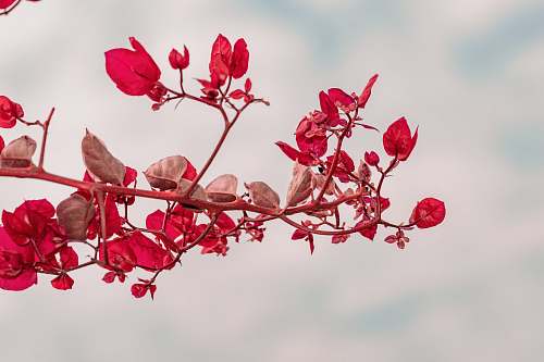 flower red-petaled flower petal