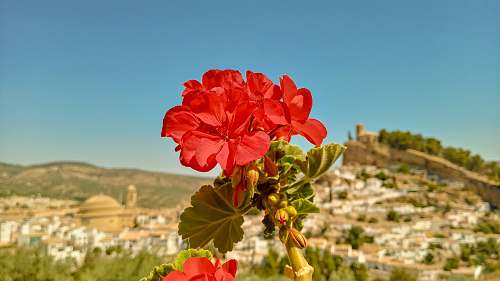 plant red-petaled flower geranium