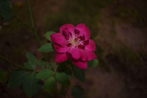 flower red rose flower geranium