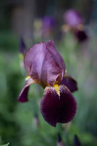 flower selective focus photography of purple orchid flower plant