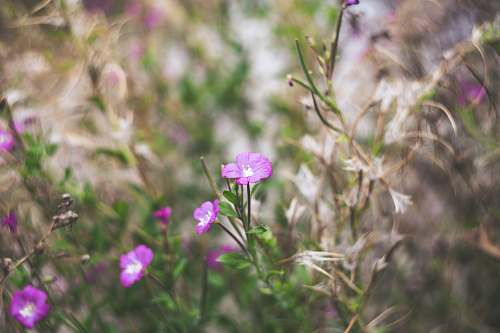 flower selective focus photography of purple petaled flowers geranium