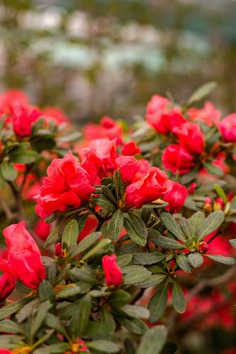 flower selective focus photography of red flowers plant