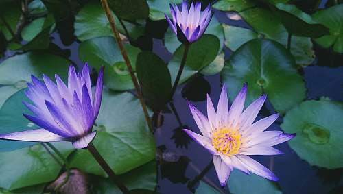 flower selective focused water lillies plant