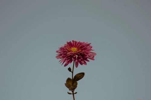 flower shallow focus photo of pink flower dahlia
