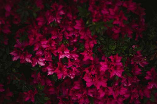 plant shallow focus photo of purple flowers geranium