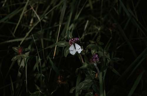 flower white butterfly on flowers plant