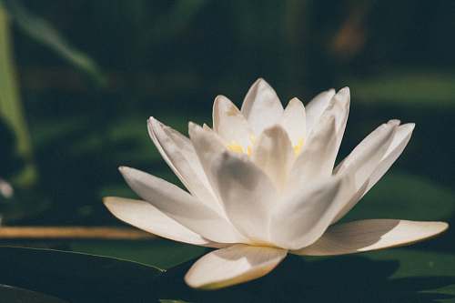 flower white lotus flower plant