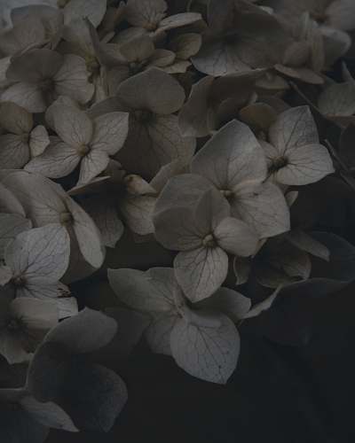 flower white petaled flowers plant