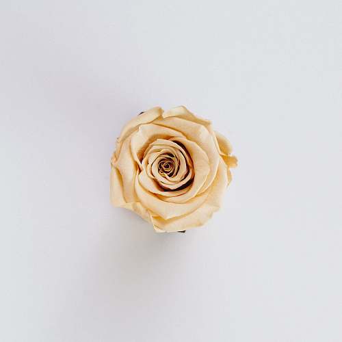 flower yellow rose flower rose