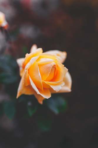 flower yellow rose plant
