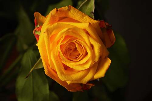flower yellow rose photography plant