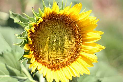 flower yellow sunflower sunflower