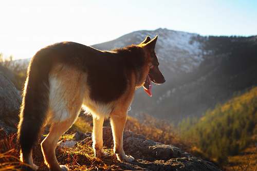 pet German shepherd standing on mountain canine
