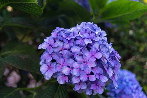 blossom  plant