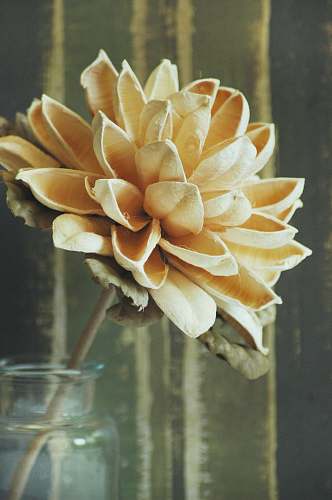 blossom beige-petaled flower dahlia