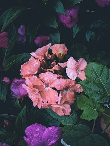 blossom blooming pink flowers geranium