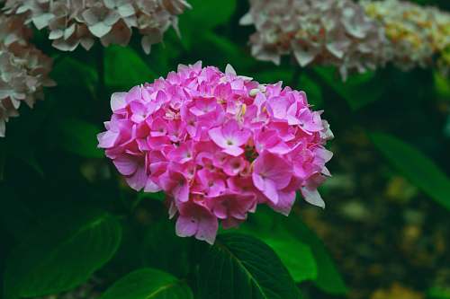 geranium blooming pink hydrangea flowers blossom