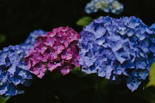 blossom blue and pink flowers plant