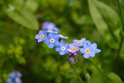 blossom blue flowers in bloom geranium