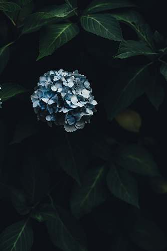 blossom blue hydrangeas flowers plant